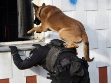 Service dogs of the Military Police: perfect cooperation between man and animal