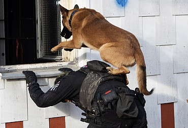 Service dogs of the Military Police: perfect cooperation between man and animal