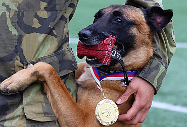 The handlers of the Military Police once again proved that they belong to the top in cynology